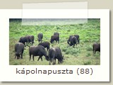 kápolnapuszta (88)